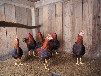 velsumka zdrobnená - čistokrvná