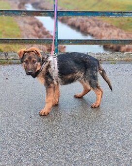 Nemecky Ovciak sucka - 1