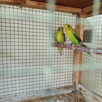 Andulky ciernokrídle blackwing