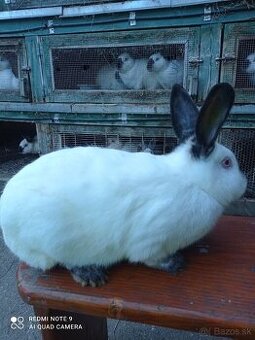 Kalifornské králiky