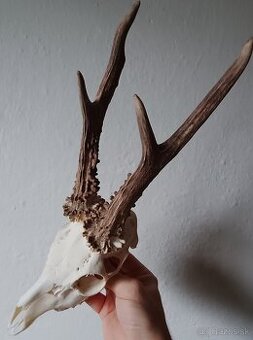 Trofej Trofeje Zhody Parohy Parožie