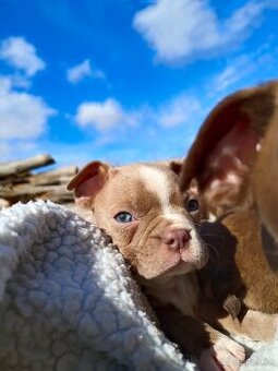 Bostonský teriér, fenka s PP - odběr únor (+ léto 2026)