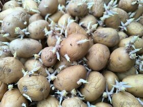 zemiaky na sadenie