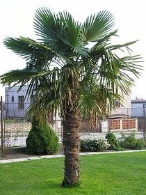 Trachycarpus fortunei - konopná palma SEMENÁ - 1