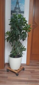 Krotonovec zeleno zlty 110 cm