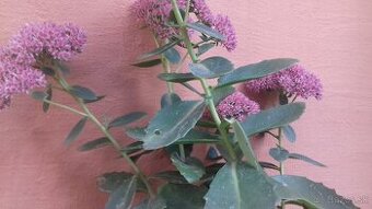 Hylotelephium spectabile