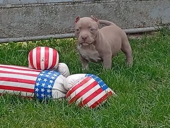 American bully pocket