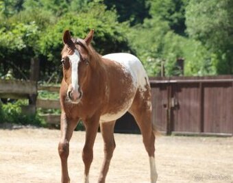 Appaloosa zrebec