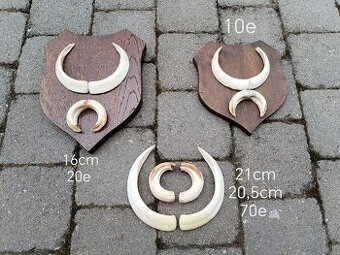 Trofeje kly diviak