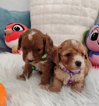 Cavapoo