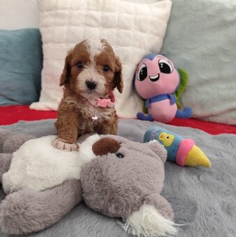 Cavapoo