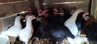 Marans Medenokrká kohúty