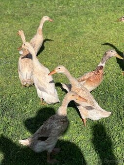 Dospelé indické bežce