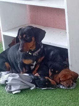 Jazvecik kratkosrsty