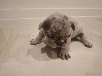 Francuzsky buldoček