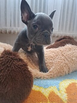 Francuzsky buldoček