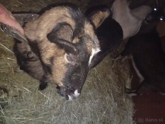 Predám kozu s kozlaťom