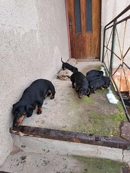 Predam šteniatka Jazvečíka štandard