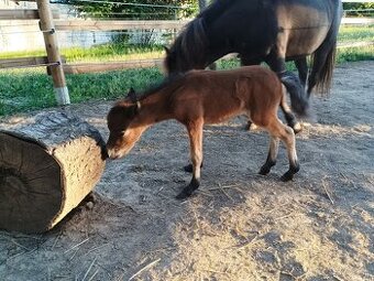 Minihorse hřebeček