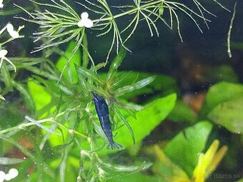 Neocaridina Blue Dream – zdravé krevetky