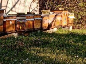 Predaj včiel