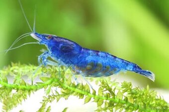 Neocaridina krevety selektované