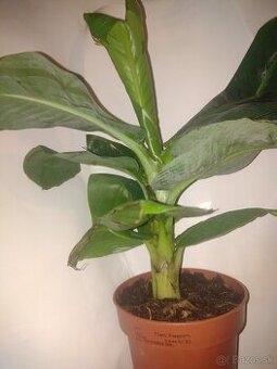 BANAN - 1