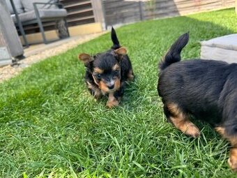 York, Yorkshire, Yorkshirsky terrier