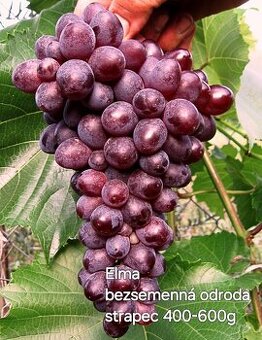 Sadenice viniča, vinič, hrozno