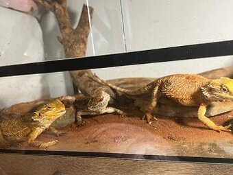 3x agama bradata +terárium