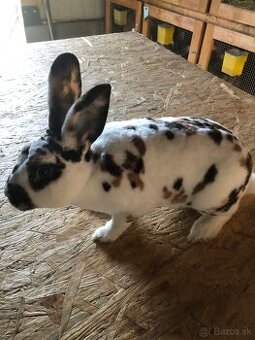 Dalmatinsky trojfarebný Rex,Kastorex,Burgundsky