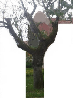 PREDAM KMEN CERESNE, DVERO NA TOPENIE