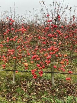 Predaj jablk na kvas