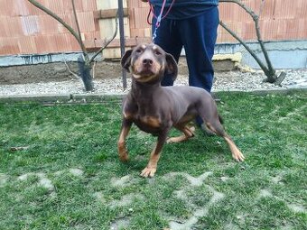 Lousiansky leopardí pes - 1