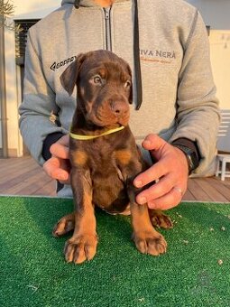 Darujem šteniatko dobermana do dobrých rúk