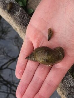 Darujem slimaky do jazierka