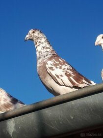 Postove holuby