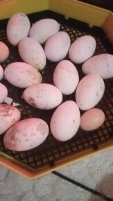Nasadbove vajcia