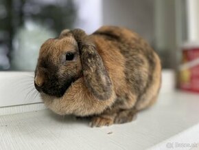 Zakrslý králik Baranček - 1