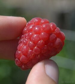 Maliny - žlté, oranžové, červené, fialové, čierne