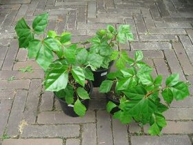 Cisus kosoštvorcový - Cissus rhombifolia
