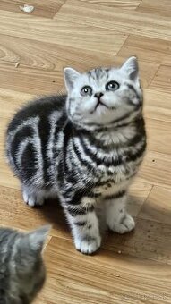Britské mačiatka whiskas