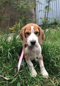 Beagle pes