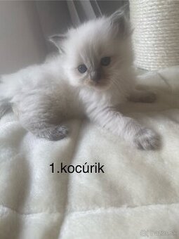 Ragdoll mačiatka bez PP