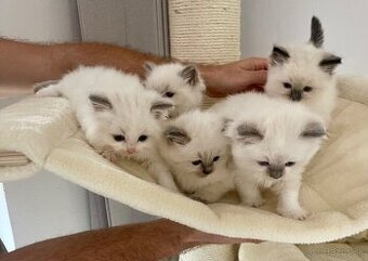 Ragdoll mačiatka bez PP