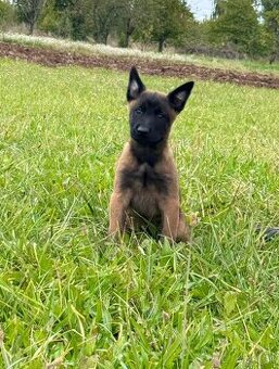 Belgický ovčiak Malinois šteniatka s PP