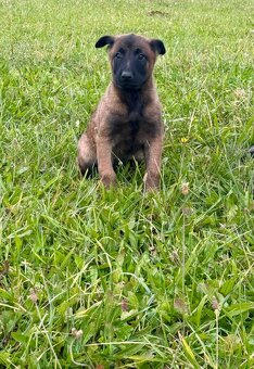 Belgický ovčiak Malinois šteniatka  s PP