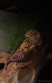 Gekončík nočný - predám/darujem