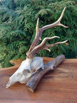 Trofej>Rarita>parohy>parožie>zhody