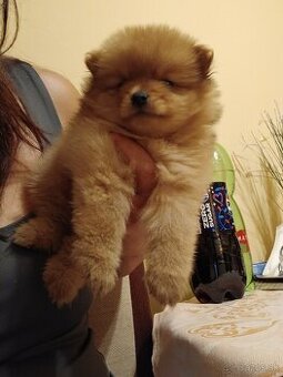 Pomeranian mini
